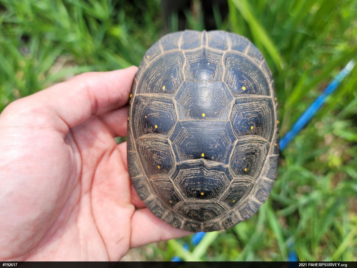 Spotted Turtle