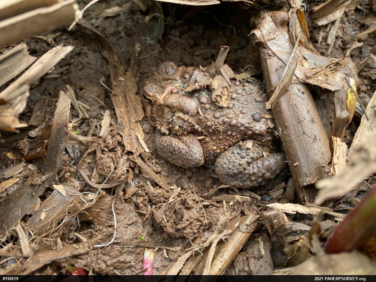 Eastern American Toad
