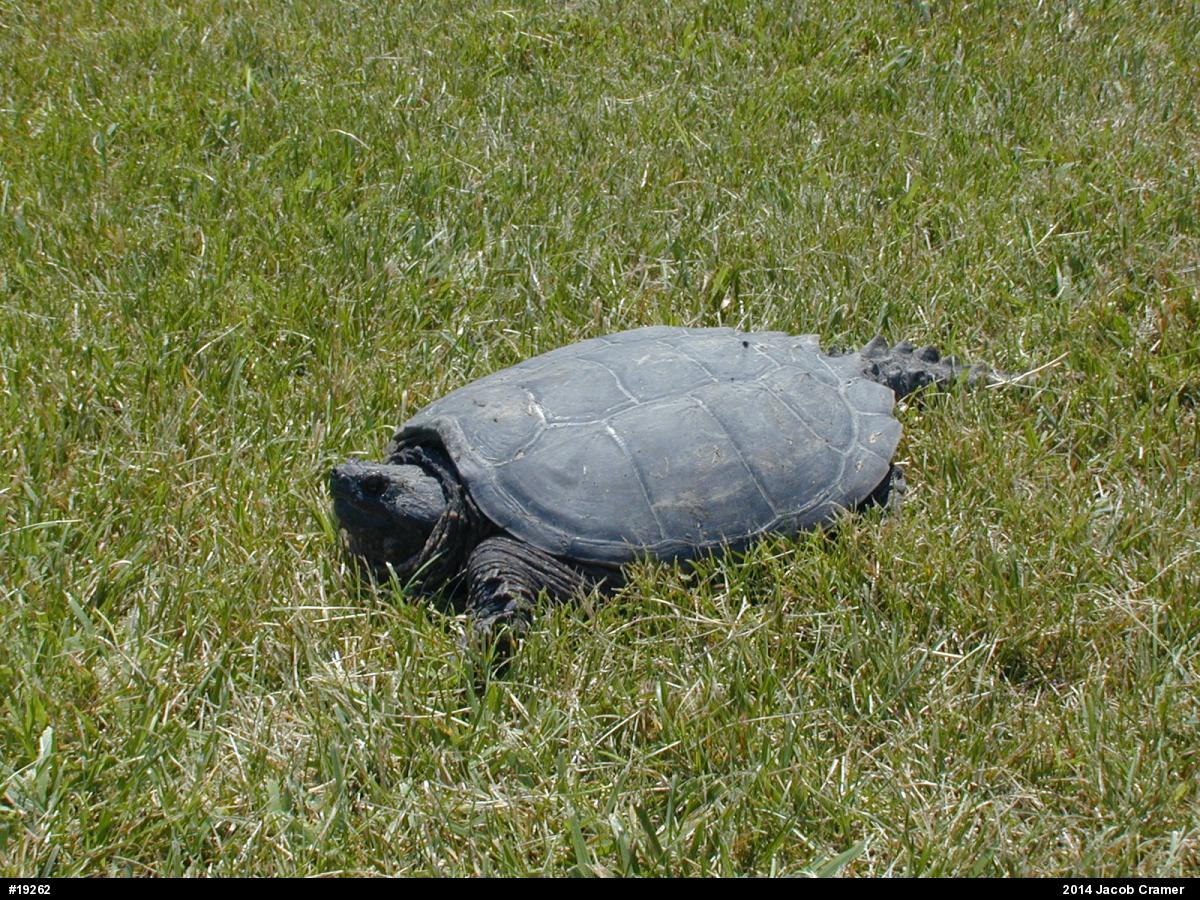 Snapping Turtle