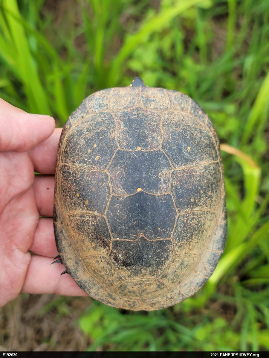 Spotted Turtle