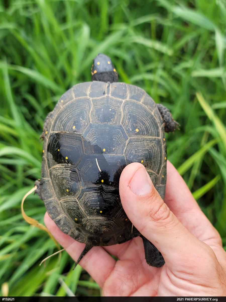 Spotted Turtle