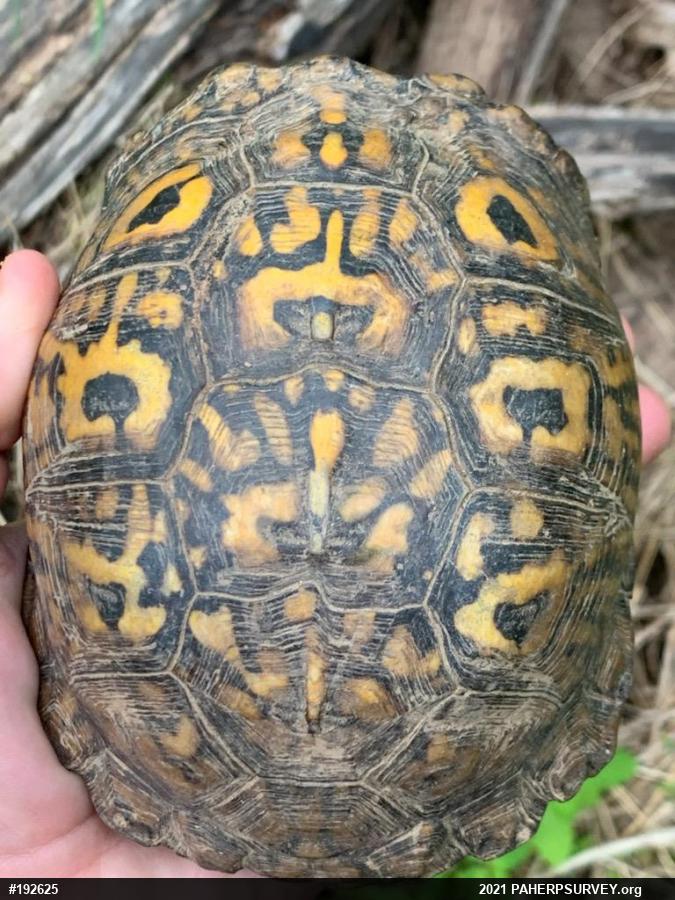 Eastern Box Turtle