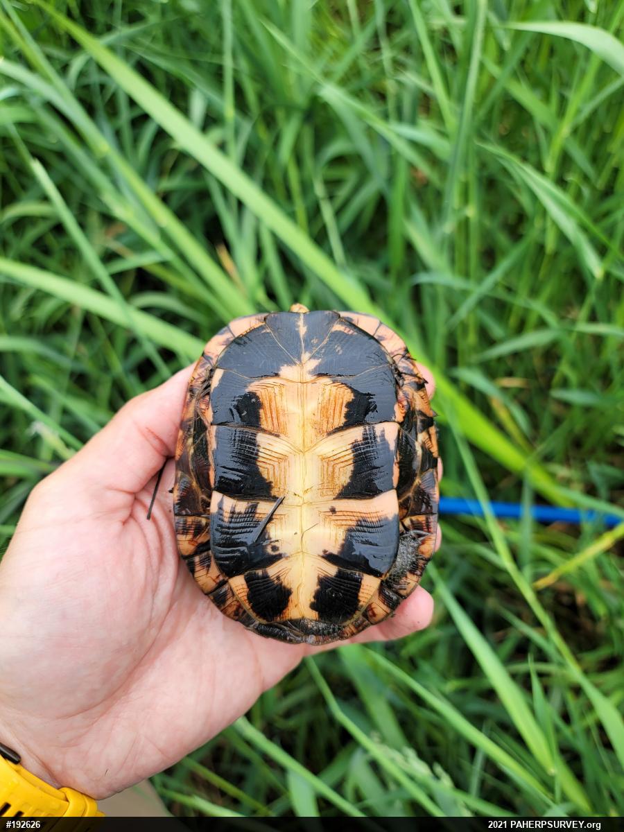 Spotted Turtle