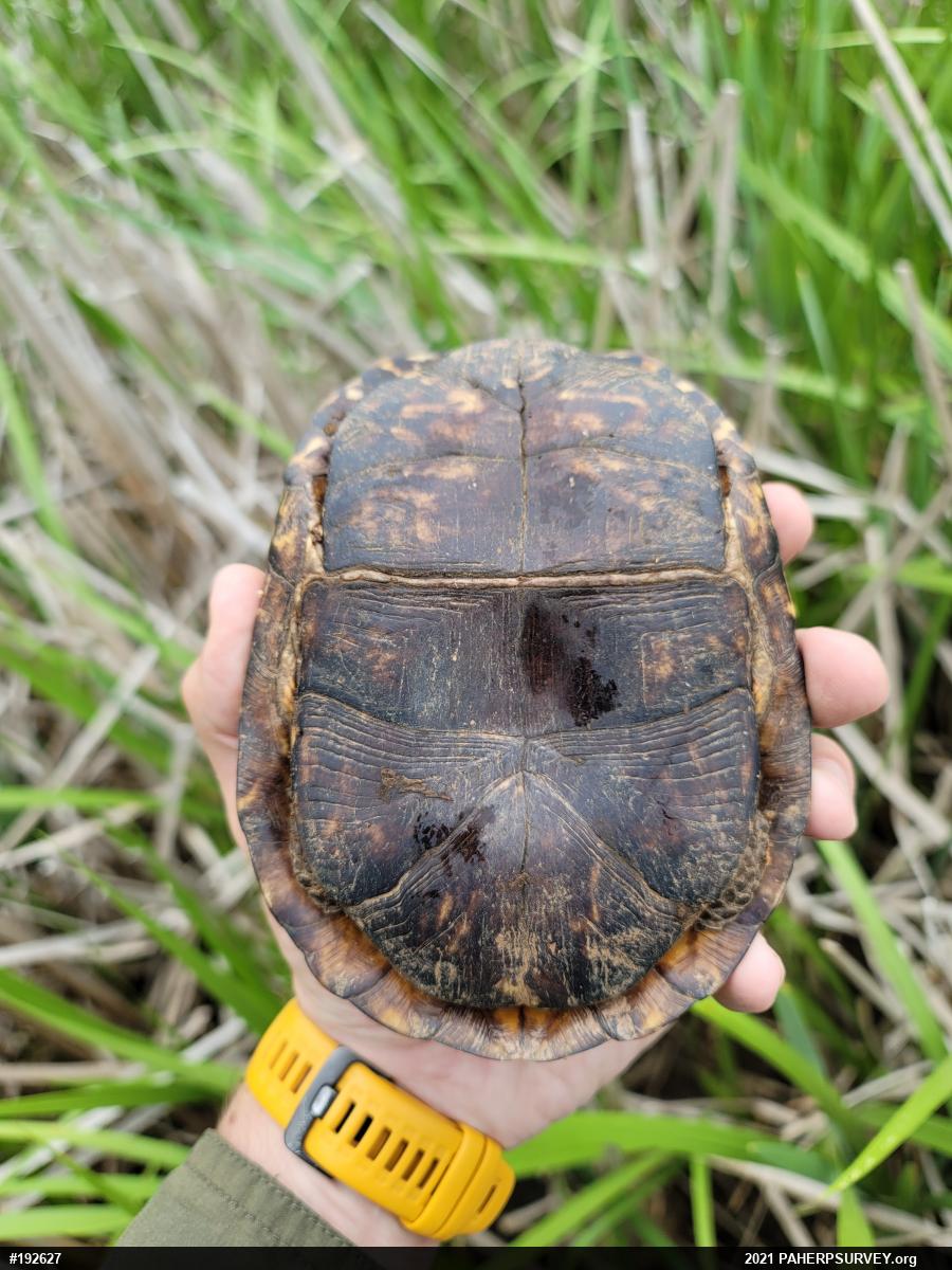 Eastern Box Turtle