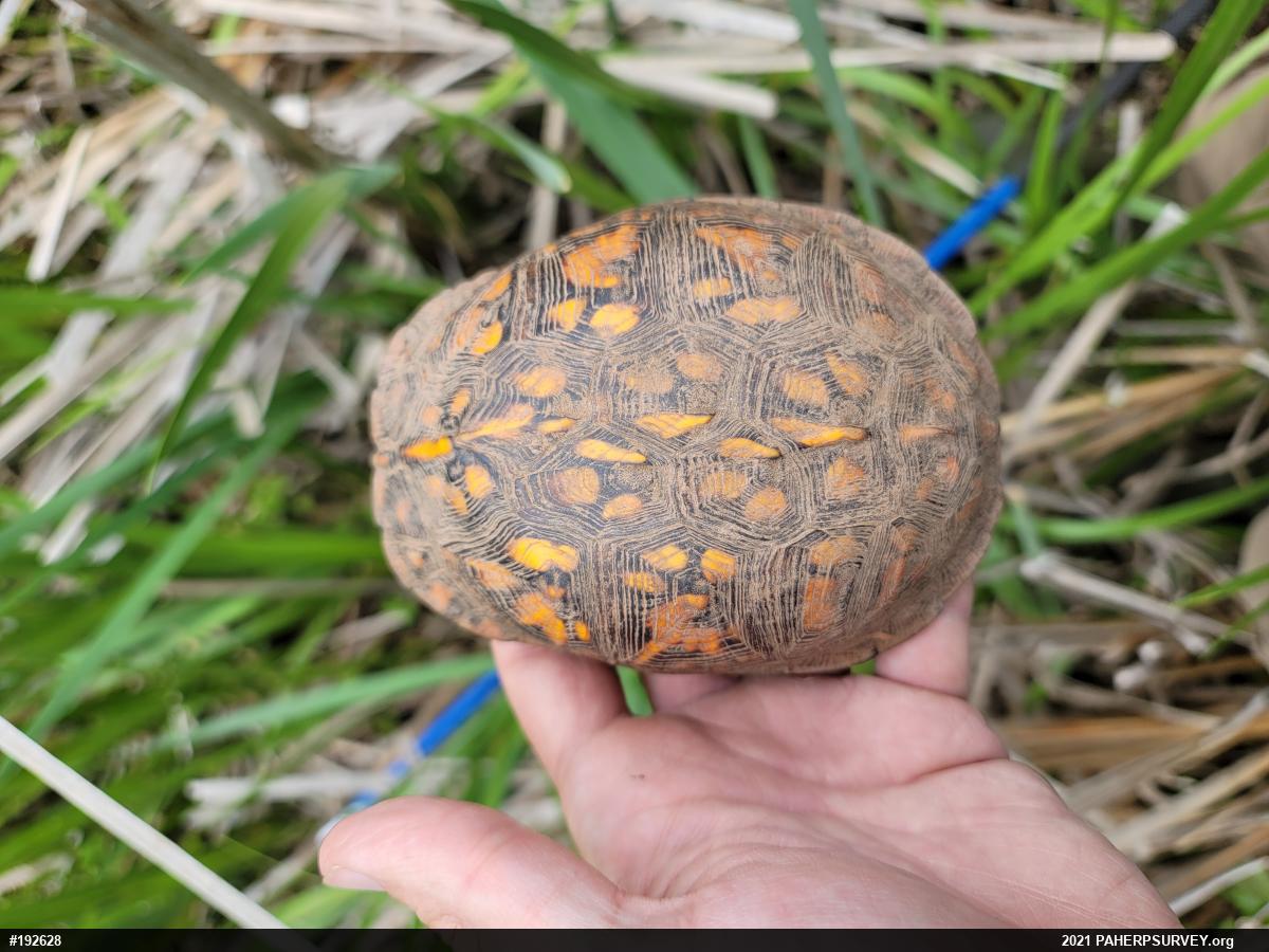 Eastern Box Turtle