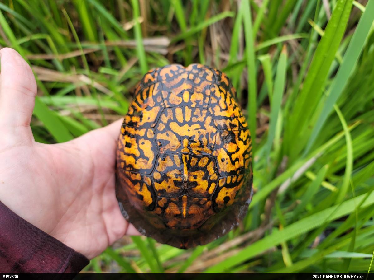 Eastern Box Turtle
