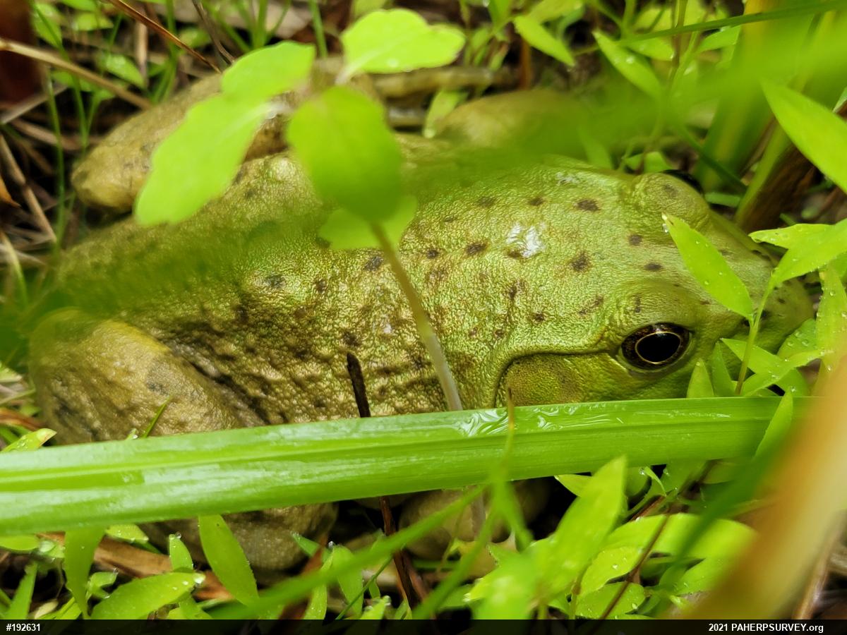 American Bullfrog