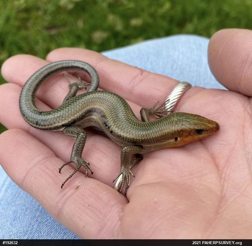 Common Five-lined Skink