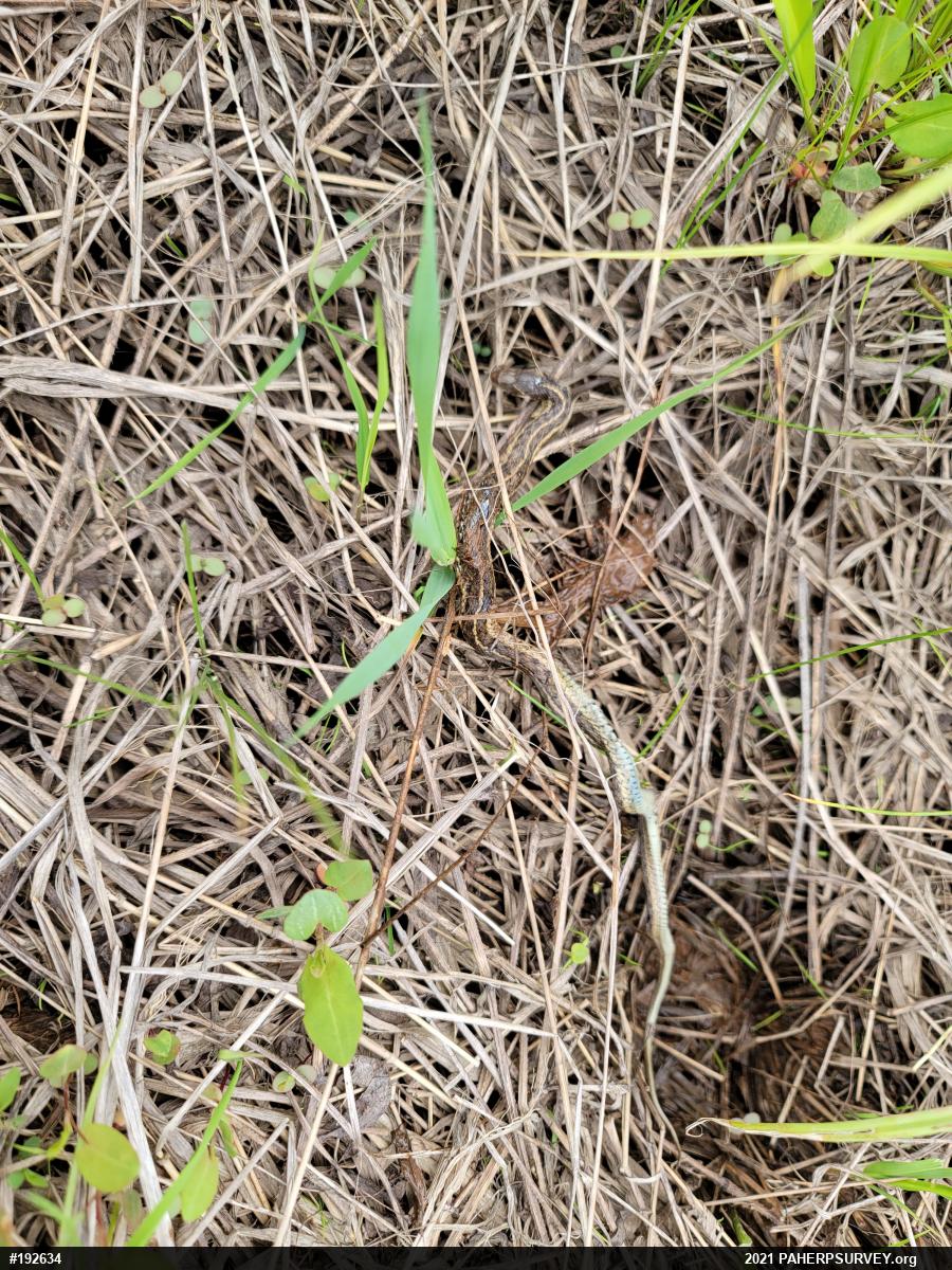 Eastern Gartersnake