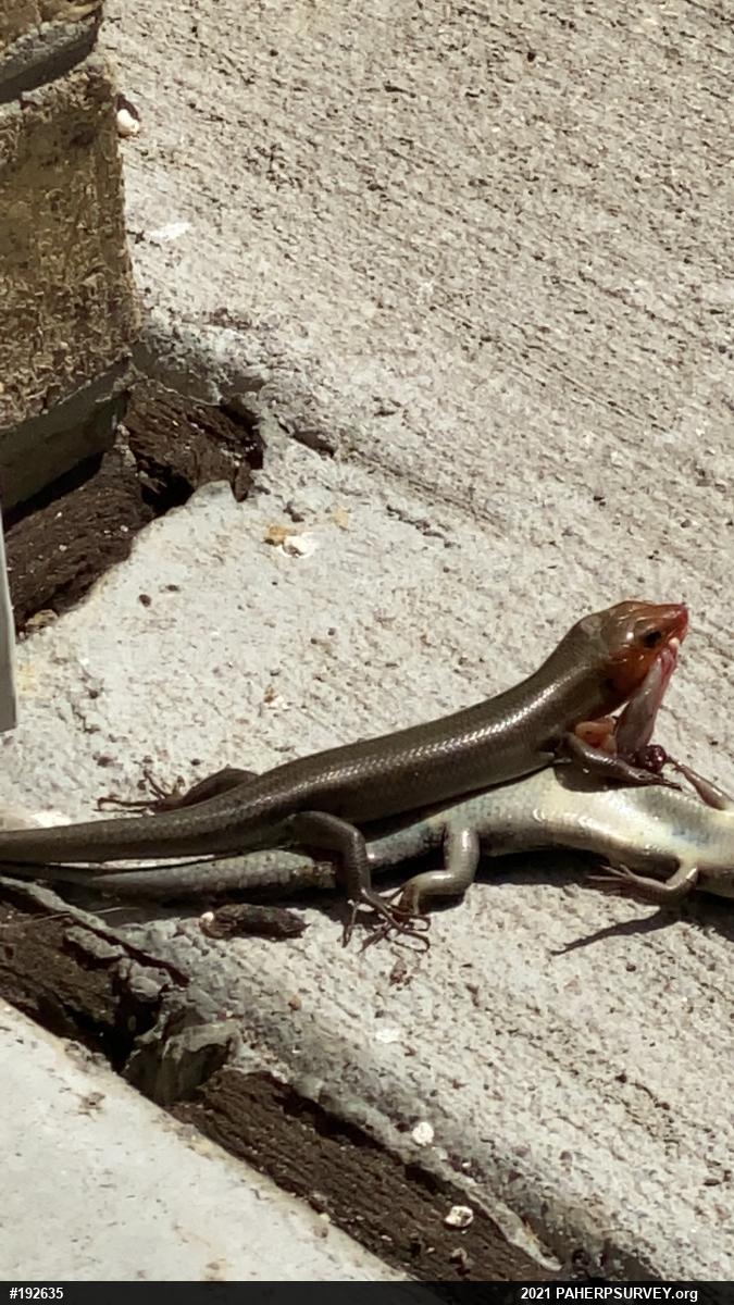 Common Five-lined Skink