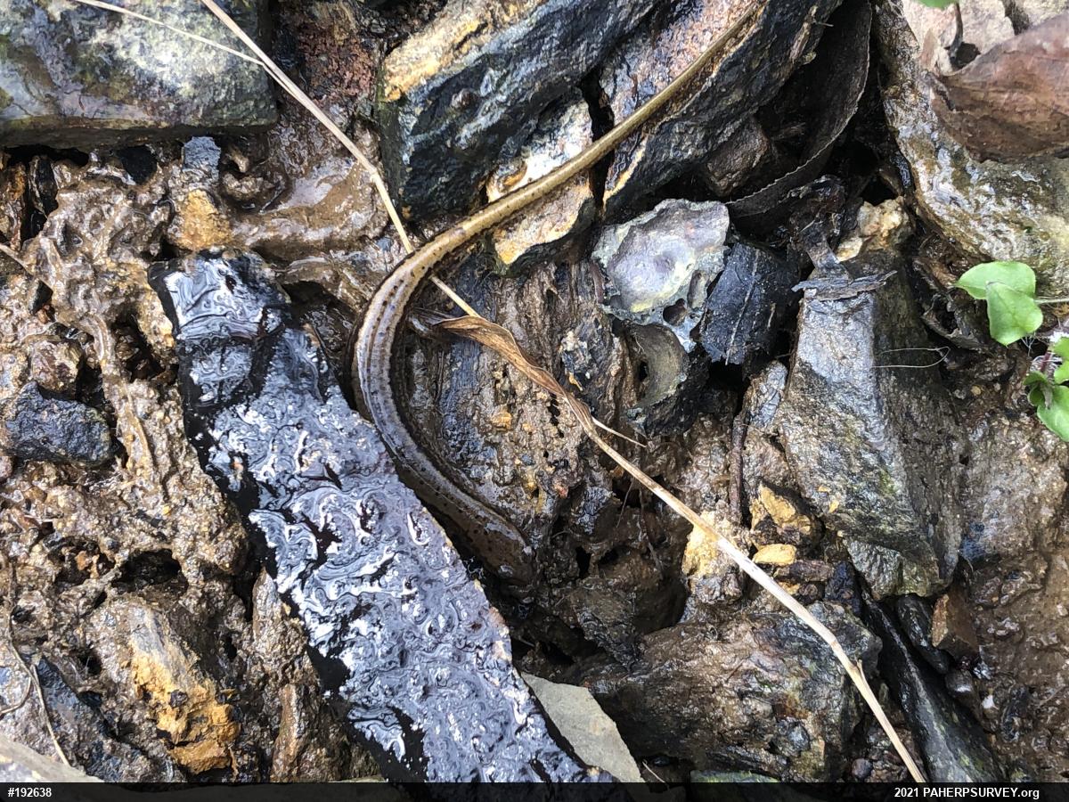 Northern Two-lined Salamander