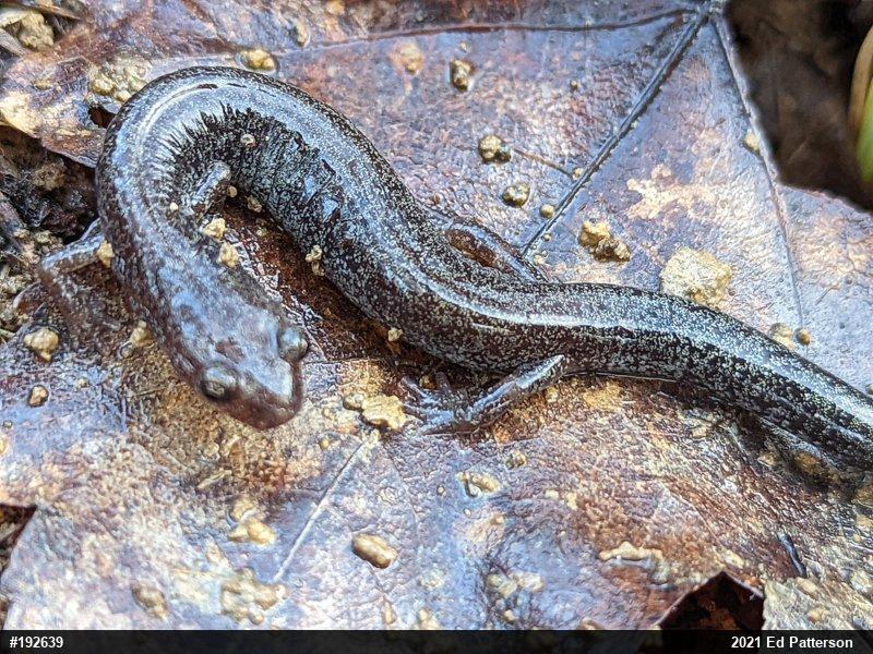 Valley And Ridge Salamander