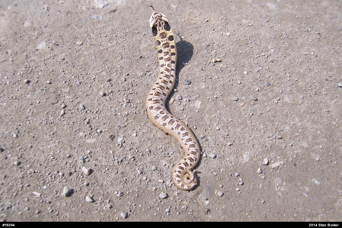 Eastern Hog-nosed Snake