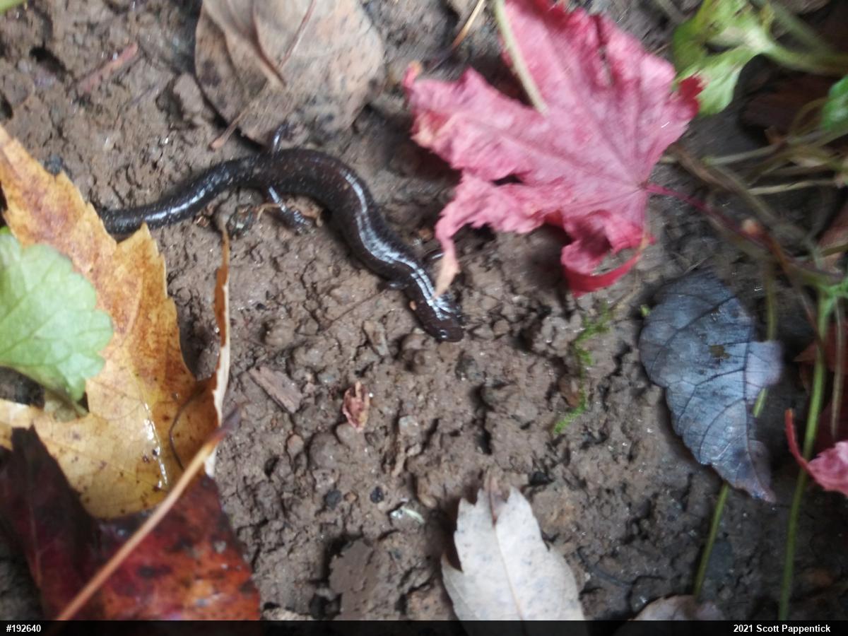 Eastern Red-backed  Salamander