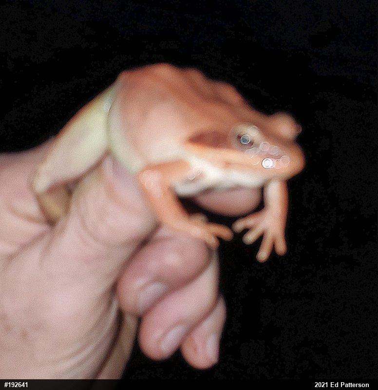 Wood Frog