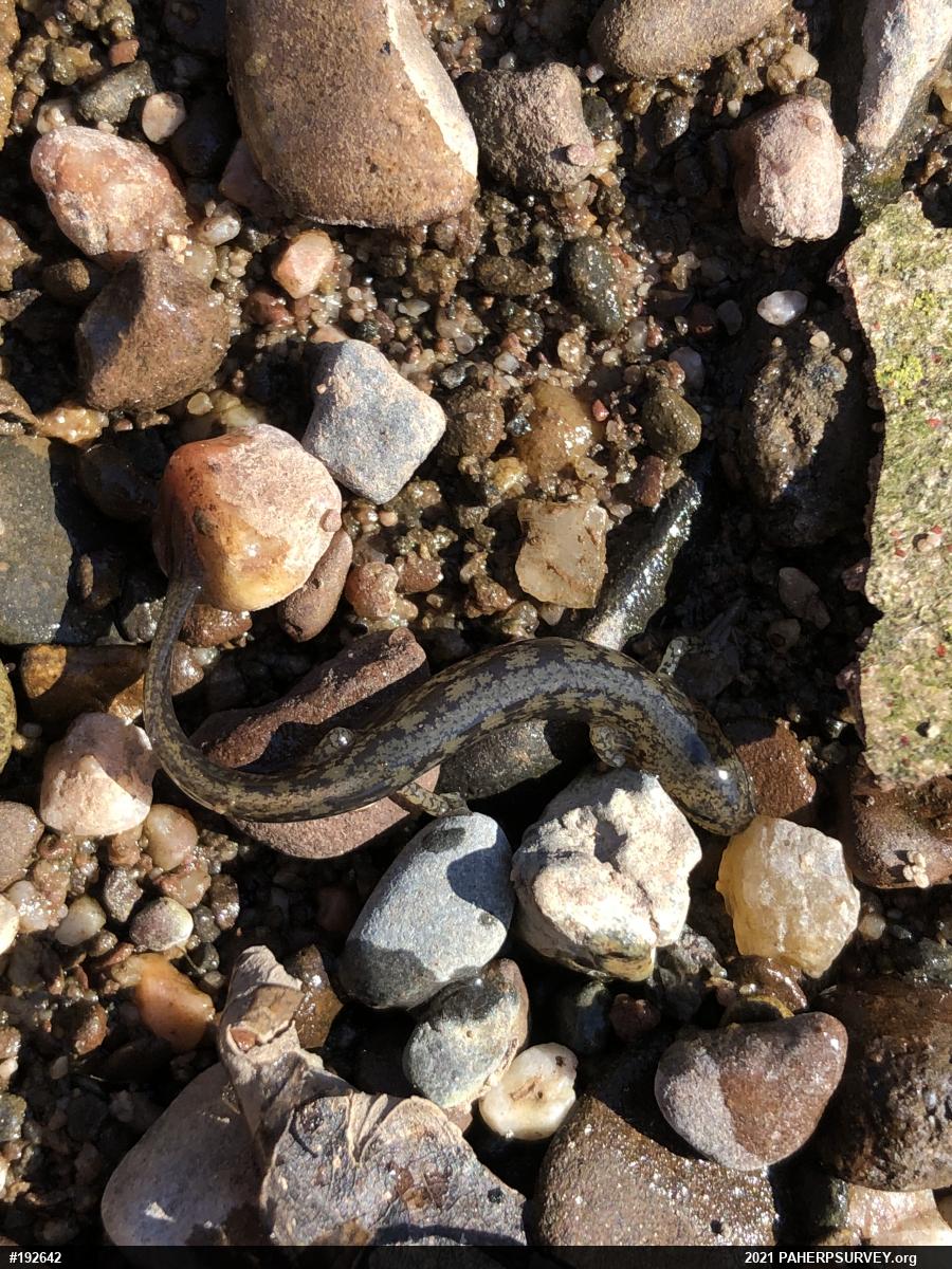 Northern Two-lined Salamander