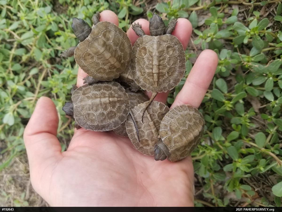 Wood Turtle