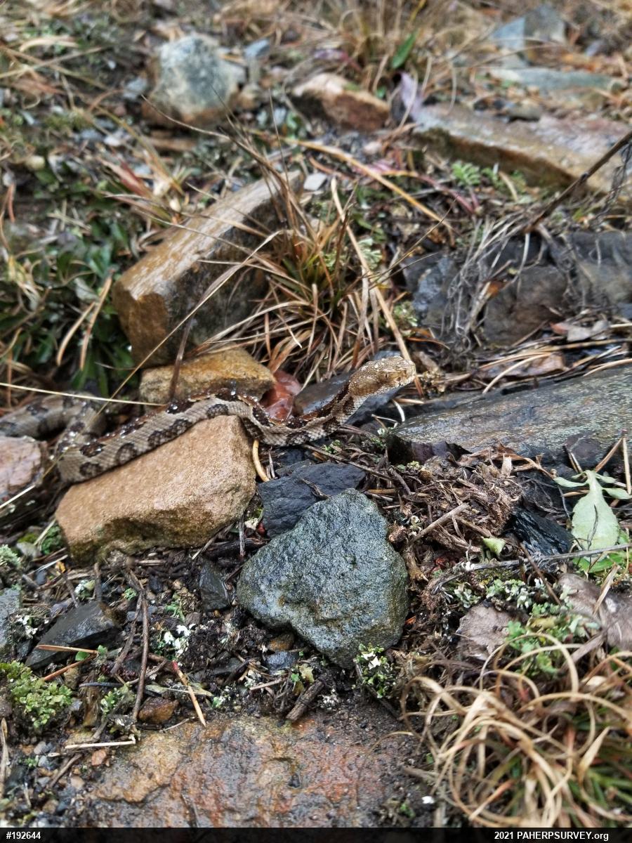 Timber Rattlesnake