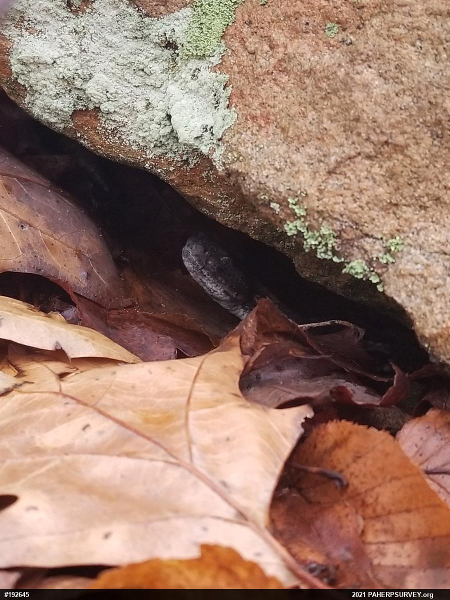 Timber Rattlesnake
