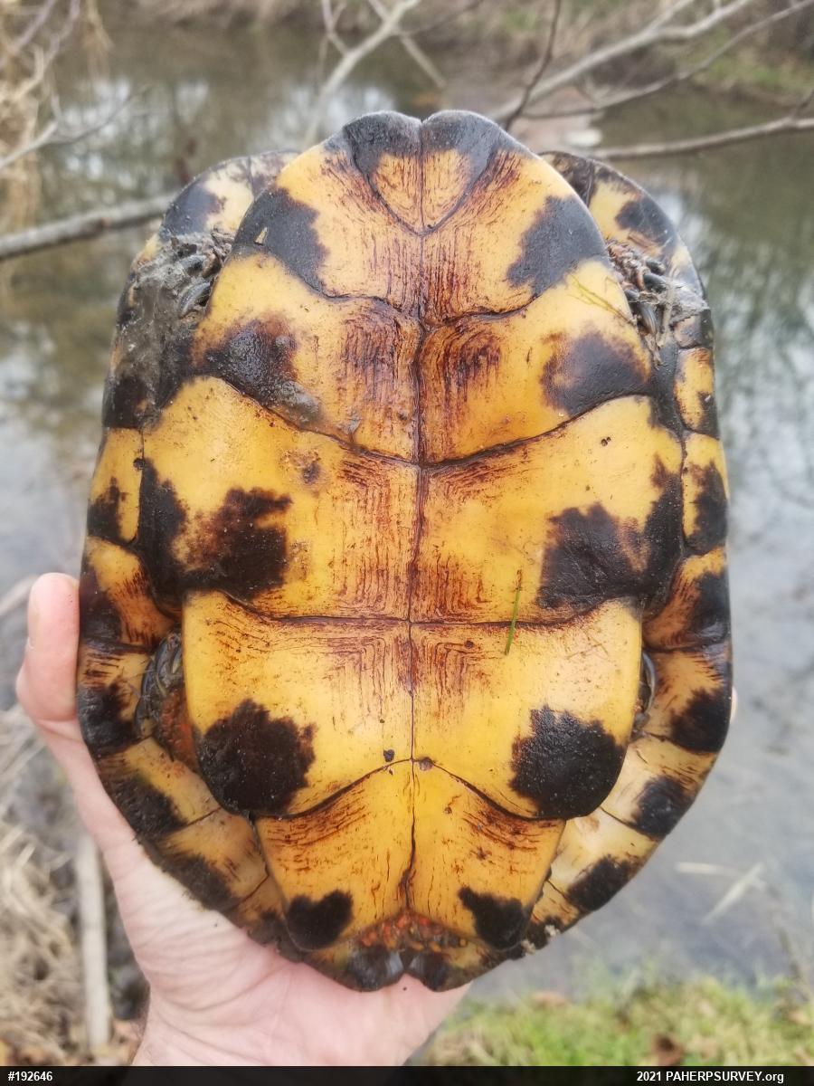 Wood Turtle