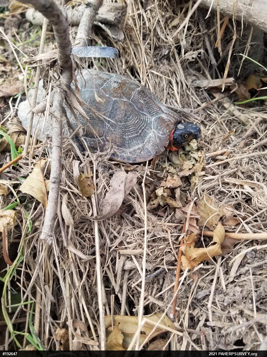 Wood Turtle