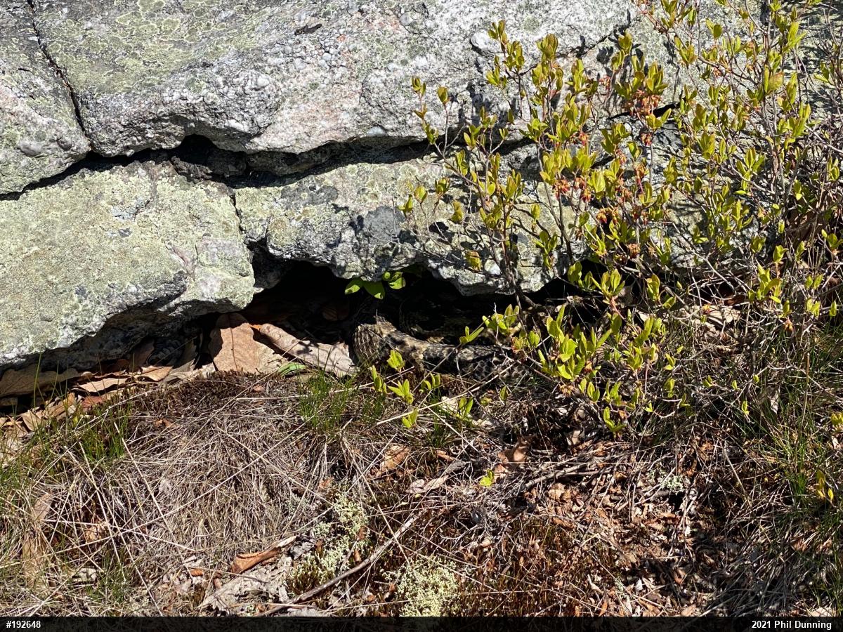 Timber Rattlesnake