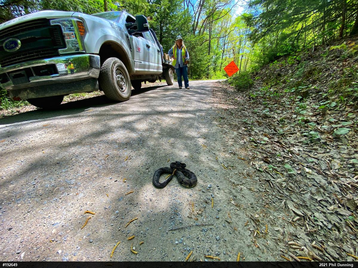 Timber Rattlesnake