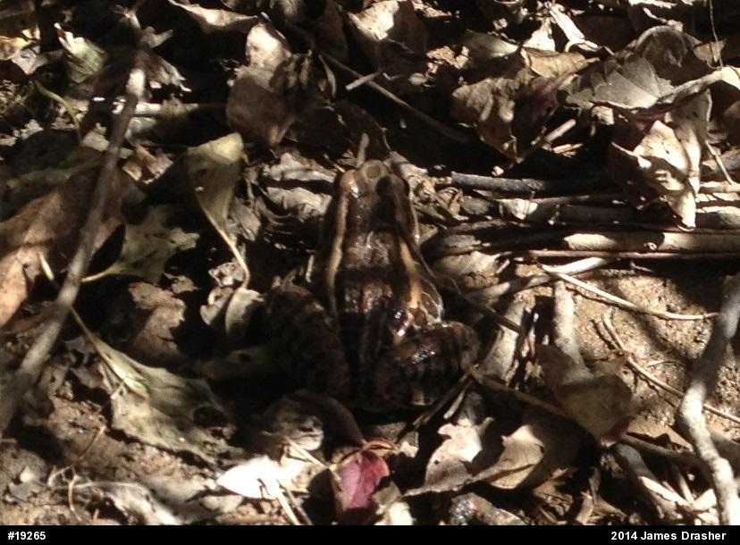 Pickerel Frog