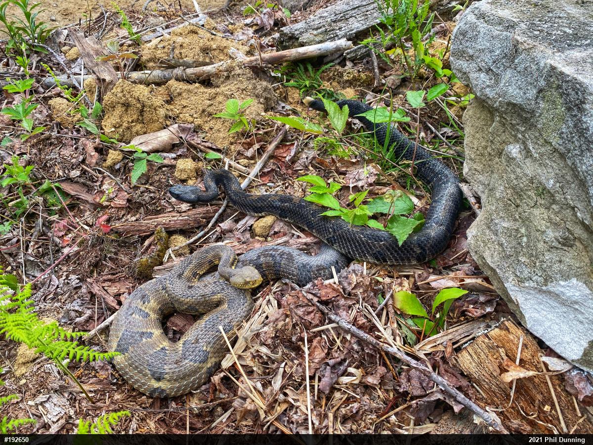 Timber Rattlesnake