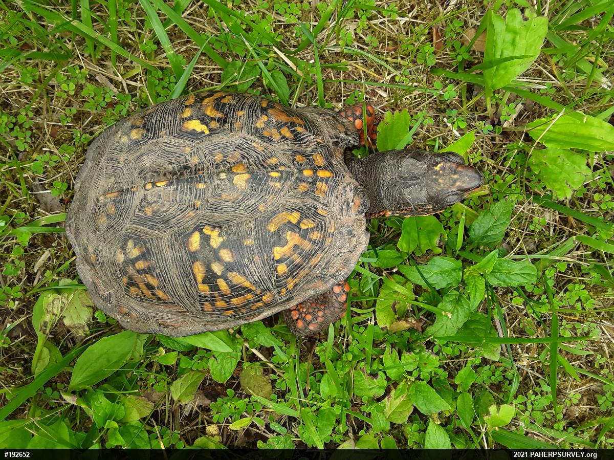 Eastern Box Turtle