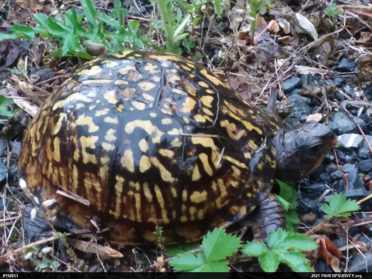 Eastern Box Turtle