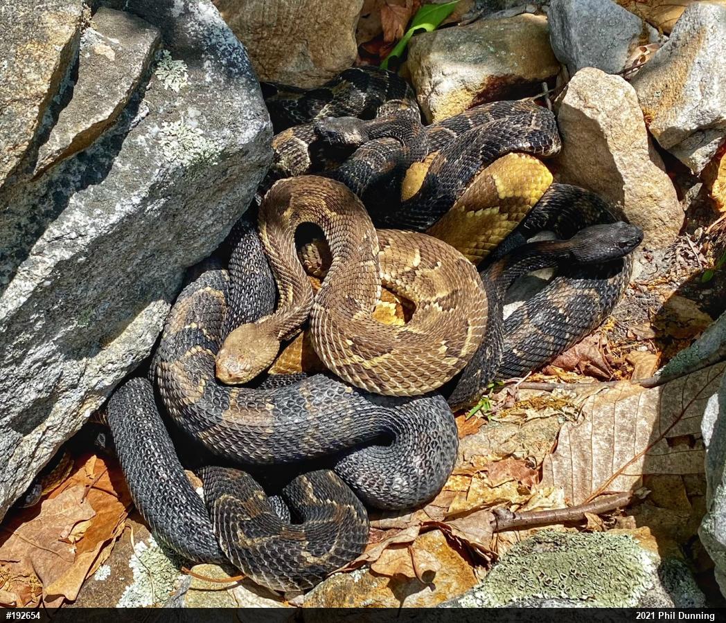 Timber Rattlesnake