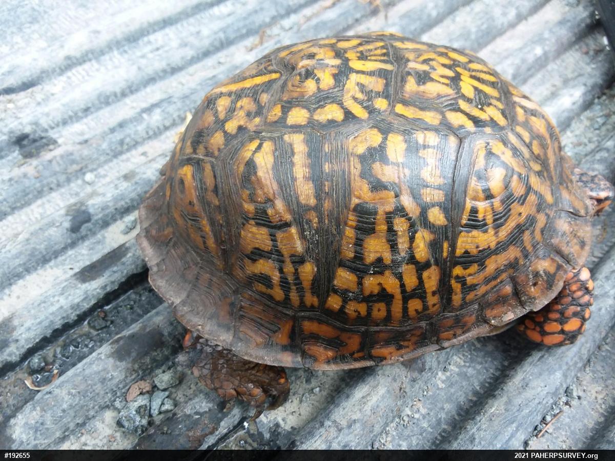 Eastern Box Turtle