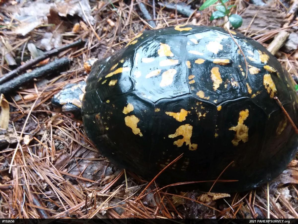 Eastern Box Turtle