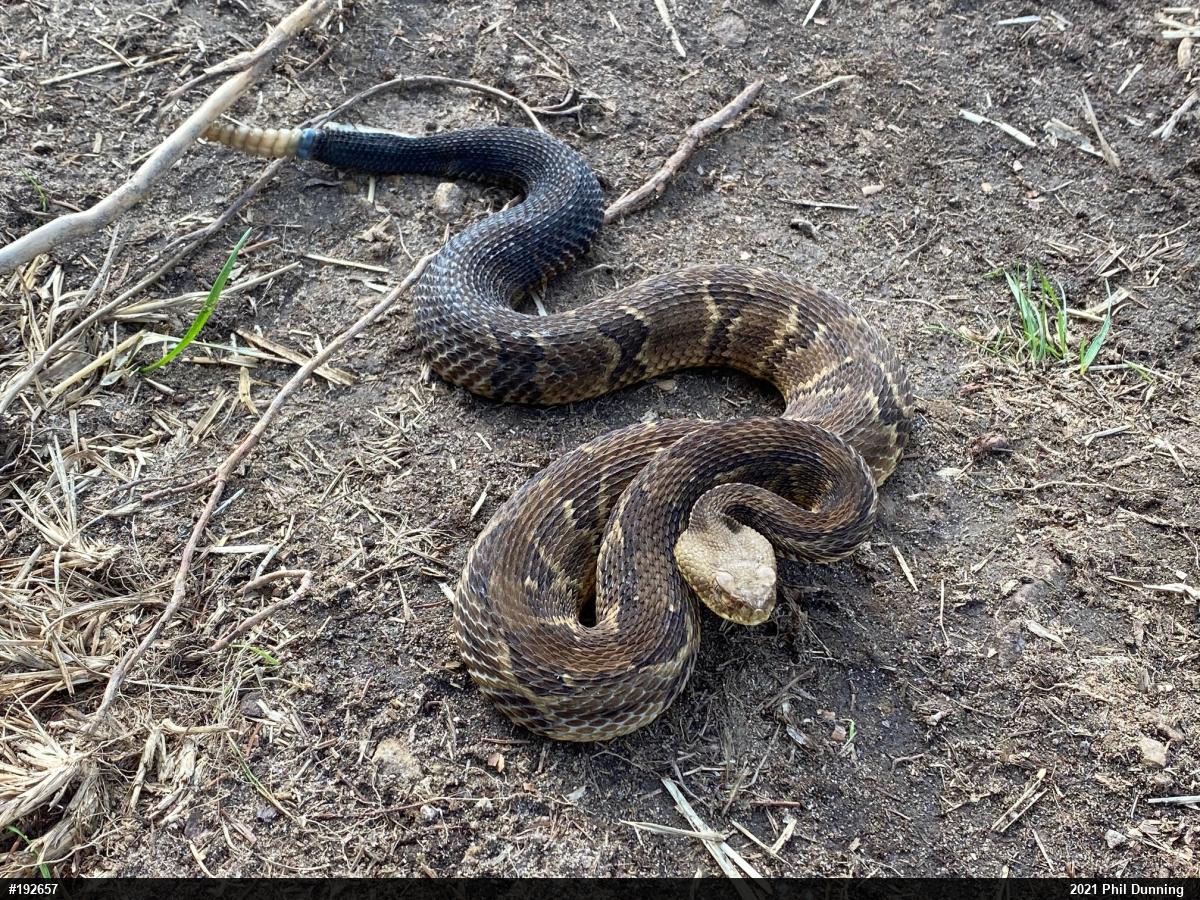 Timber Rattlesnake