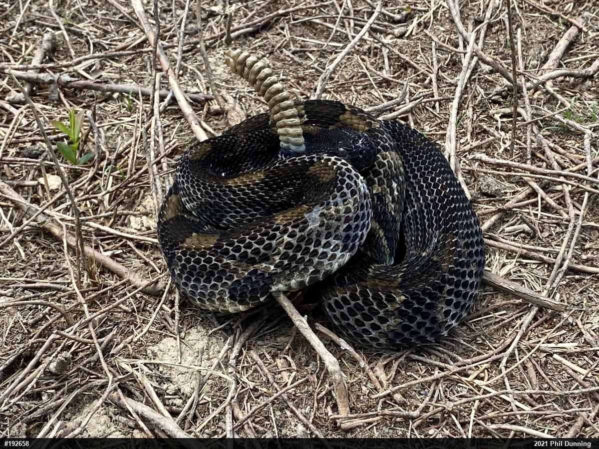 Timber Rattlesnake