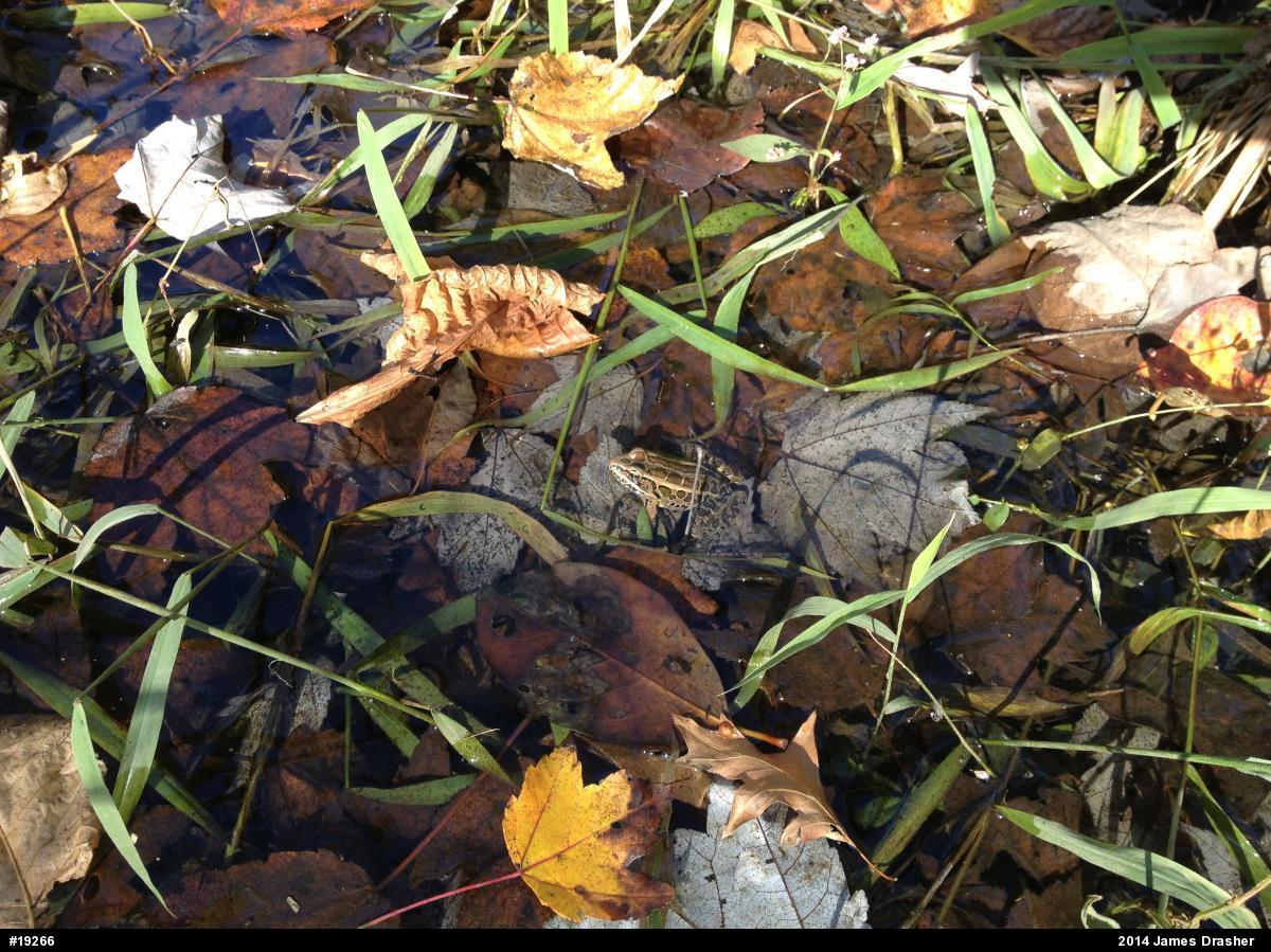 Pickerel Frog