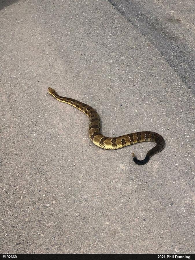 Timber Rattlesnake