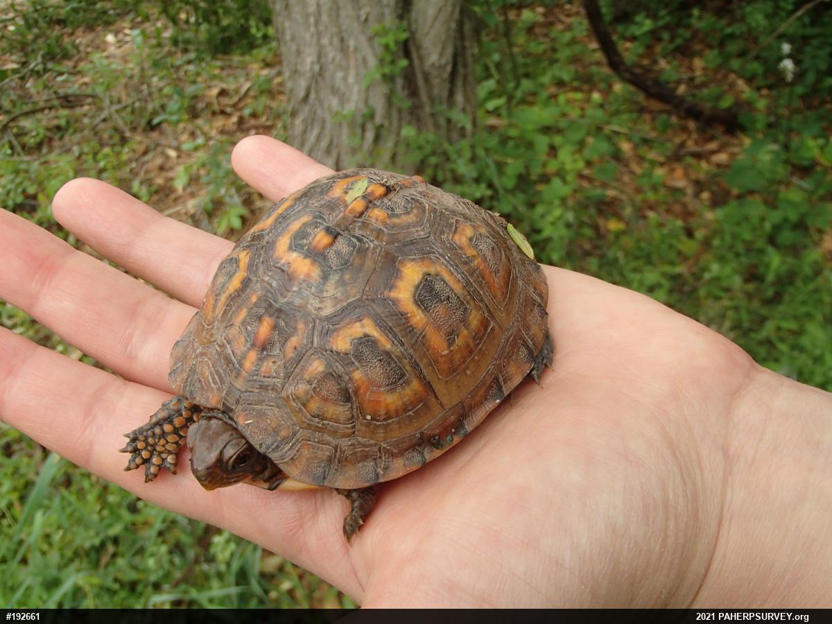 Eastern Box Turtle