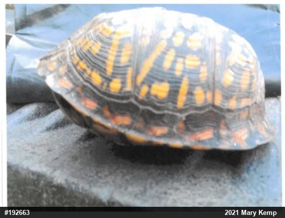 Eastern Box Turtle