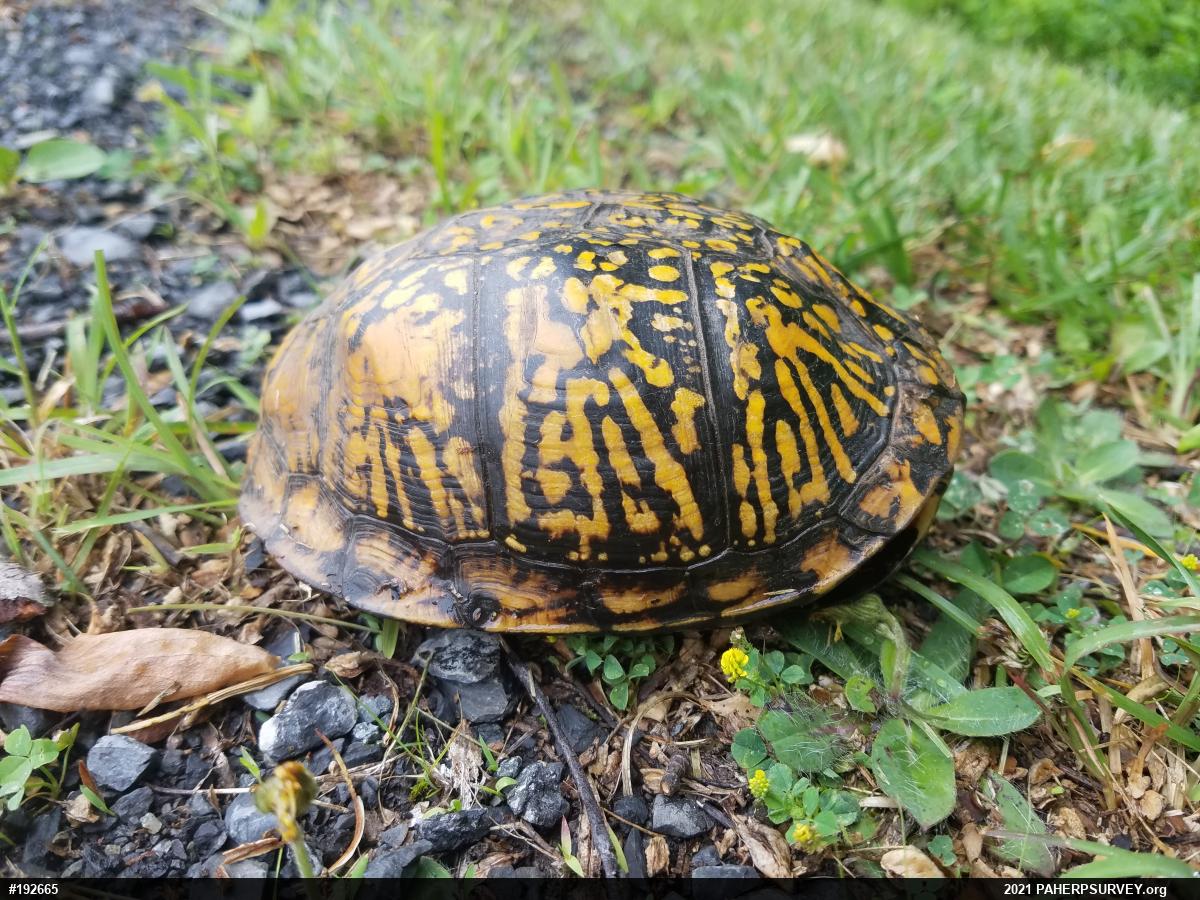 Eastern Box Turtle