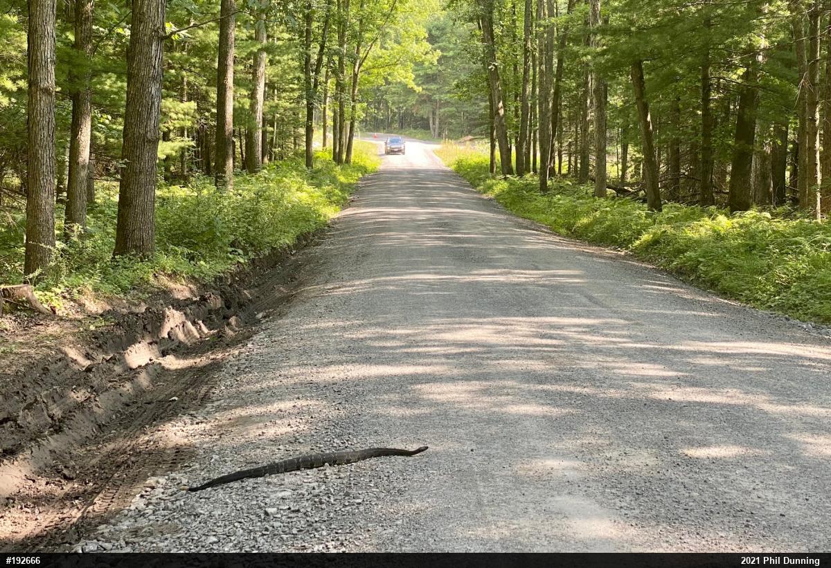 Timber Rattlesnake