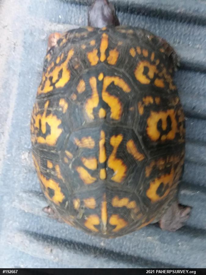 Eastern Box Turtle
