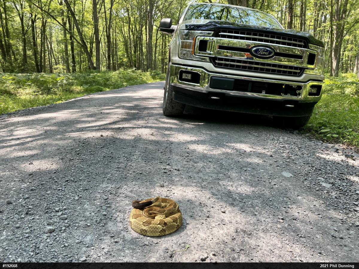 Timber Rattlesnake