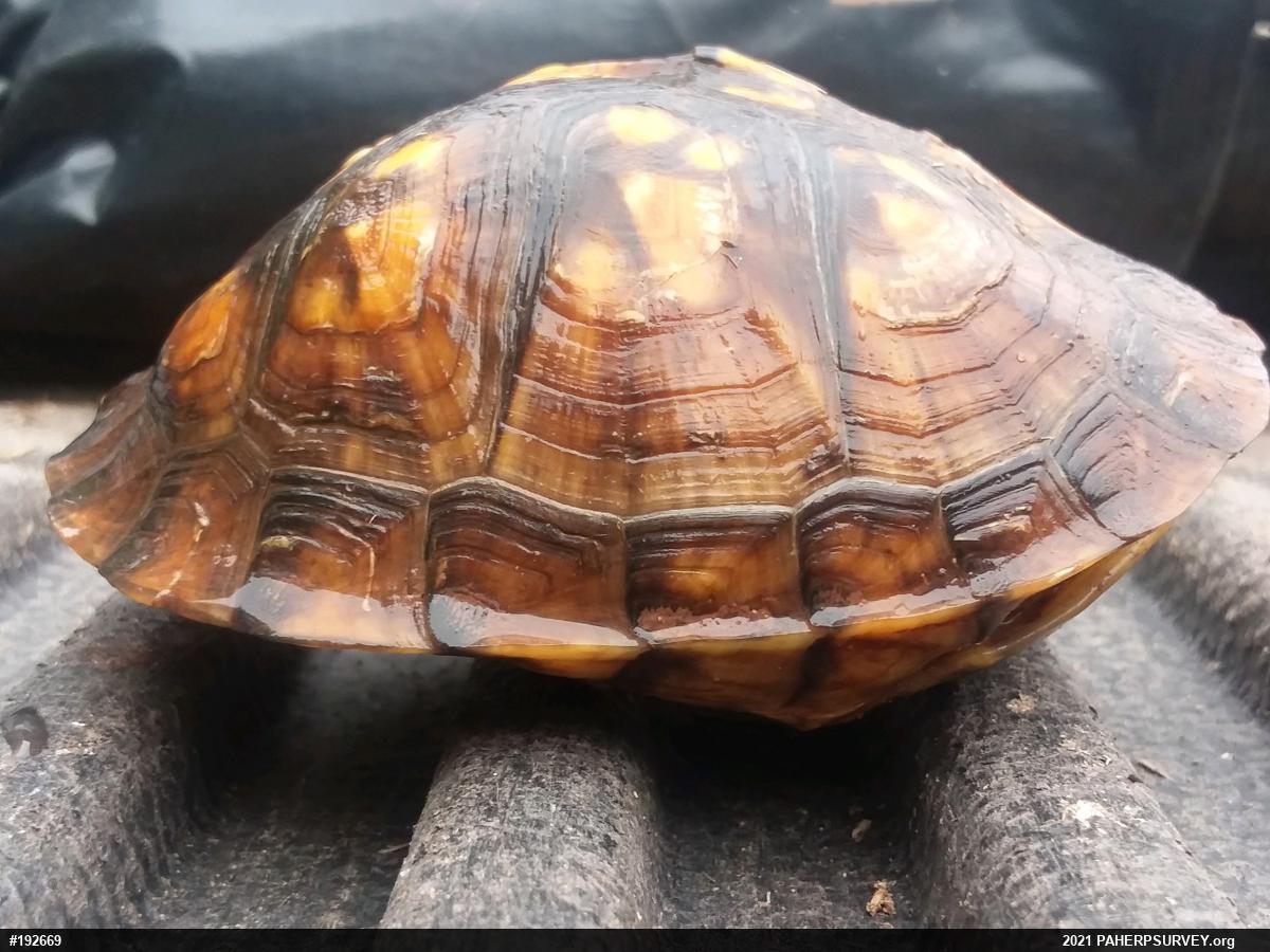 Eastern Box Turtle