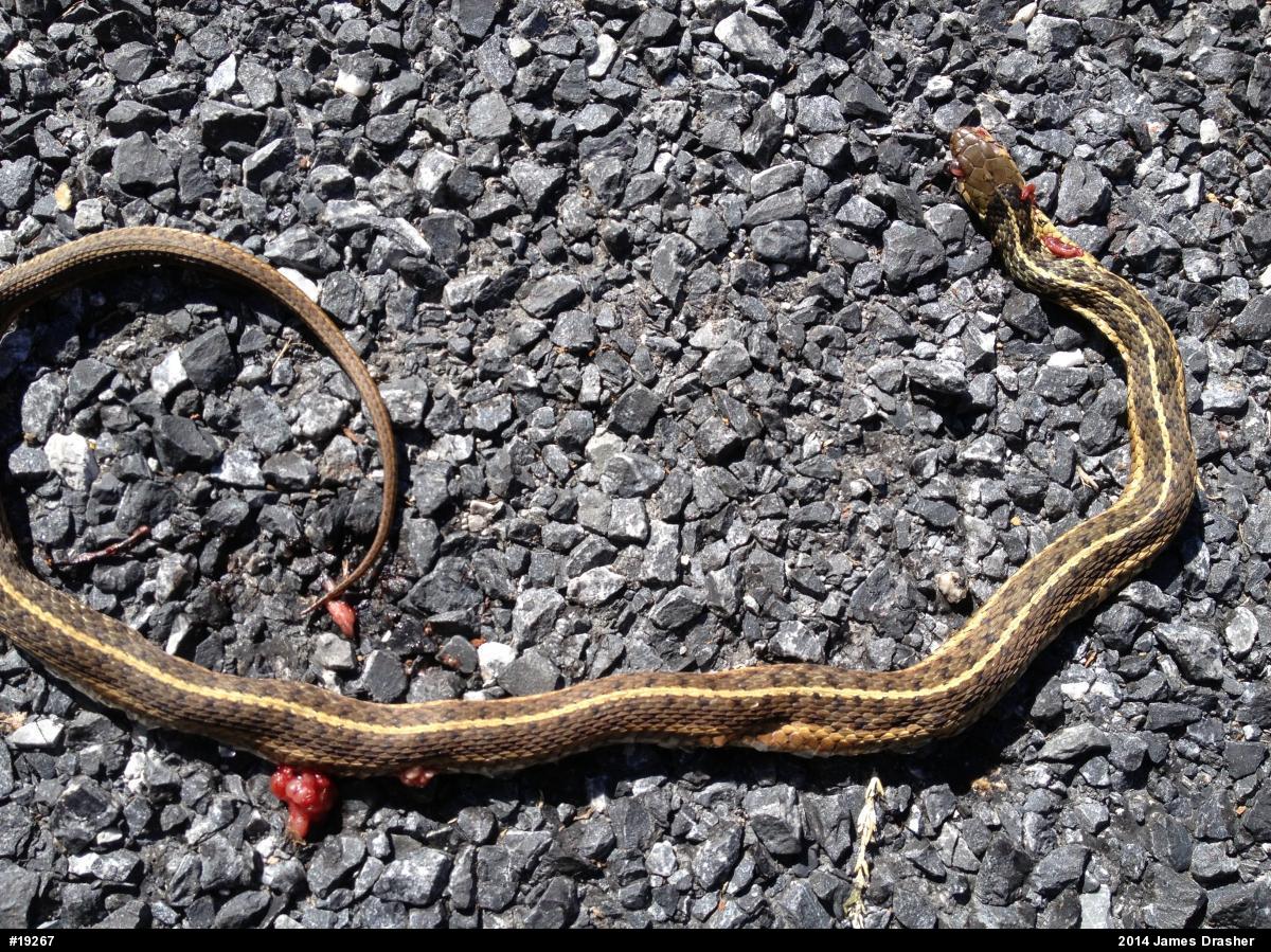 Eastern Gartersnake