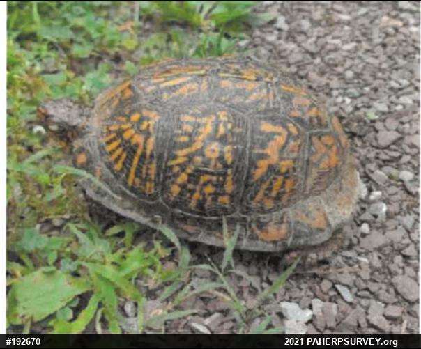 Eastern Box Turtle