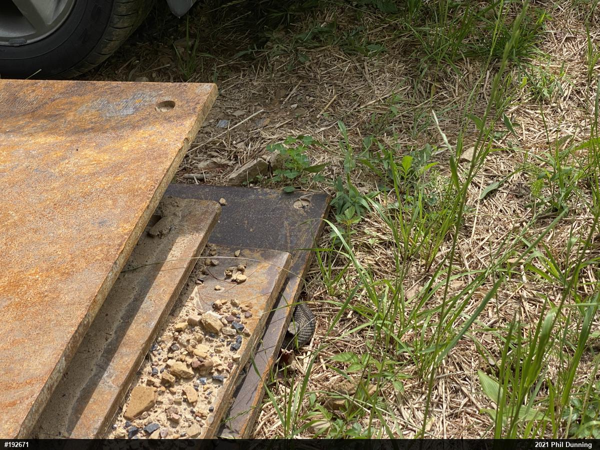 Timber Rattlesnake