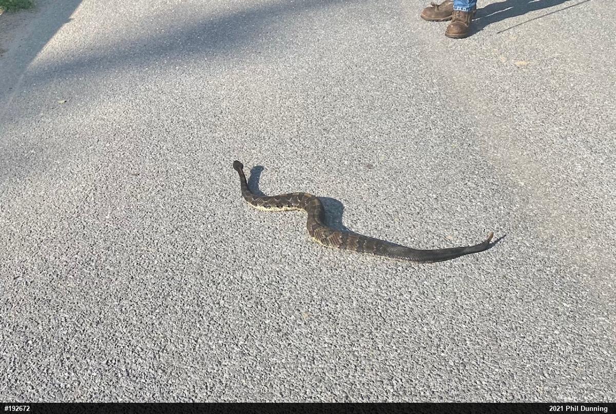 Timber Rattlesnake