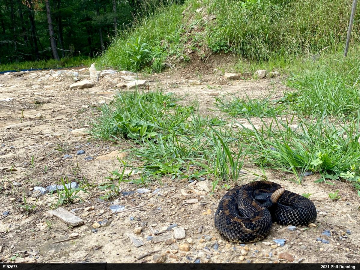Timber Rattlesnake